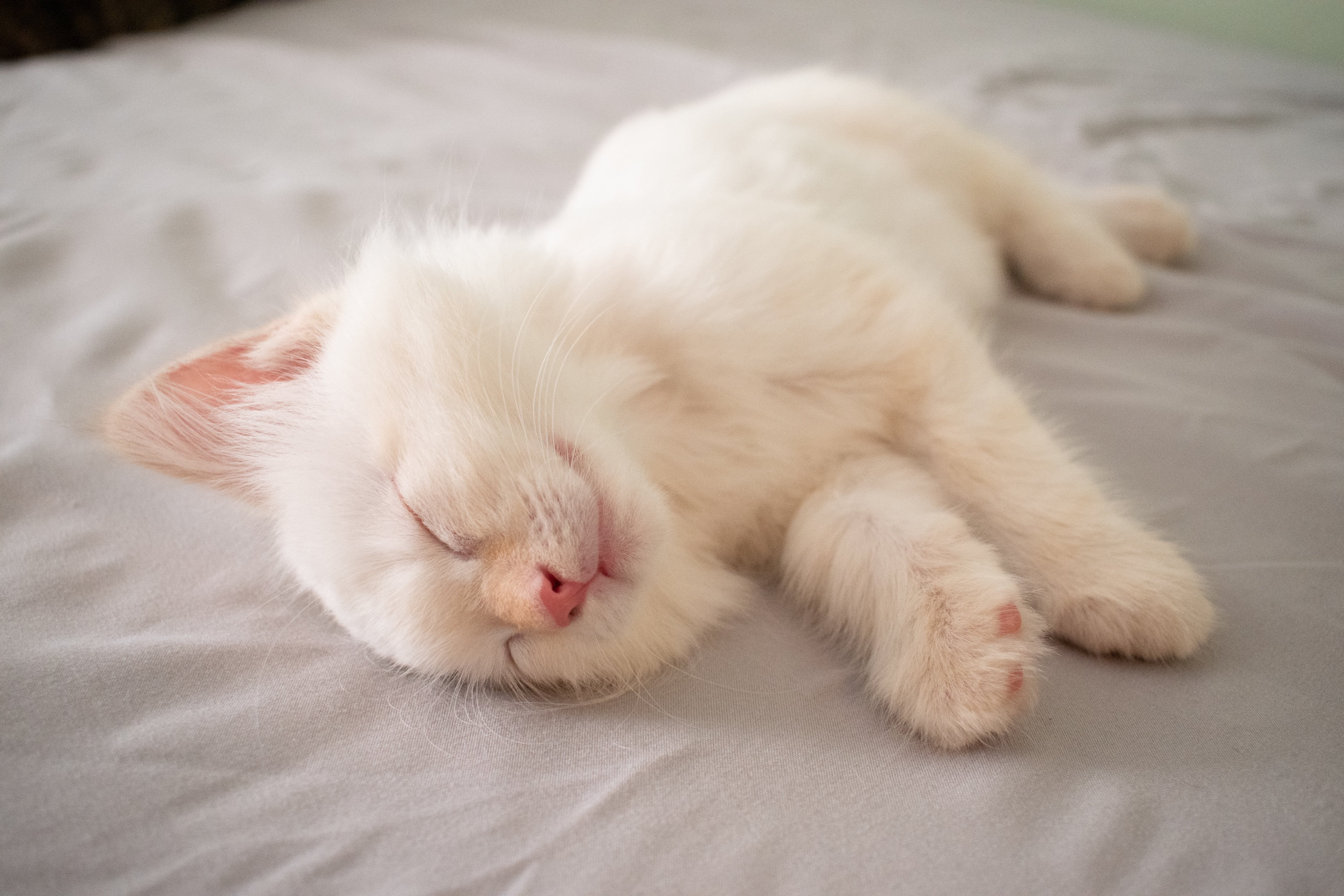 Cat Warm Fuzzy